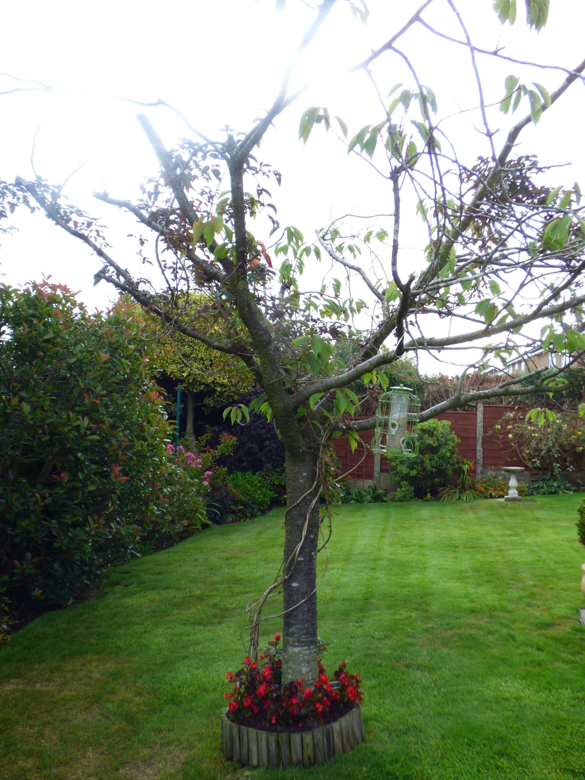 4 bedroom detached house SSTC in Stockport - Tree Feature.